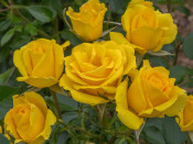 Rosa floribunda 'Grandma's Rose' Standard