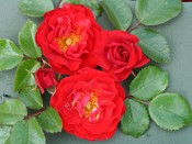 Rosa floribunda Grandpa's Rose aka Canzonetta 'Noa84497D'