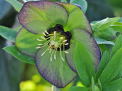 Helleborus x hybridus (Ashwood Garden Hybrids) Single green picotee shades dark nectaries 7.5L Pot