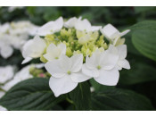 Hydrangea macrophylla 'Lanarth White'