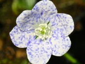 Hepatica nobilis 'Bavarian Blue'