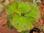 Hepatica nobilis 'Crenatiloba'