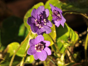 Hepatica nobilis Semi-Double Blue