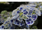 Hydrangea macrophylla 'New Tivoli Bleu' ®