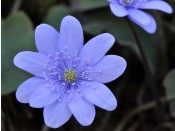 Hepatica transsilvanica 'Loddon Blue'