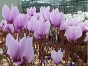 Cyclamen hederifolium Silver-leafed group