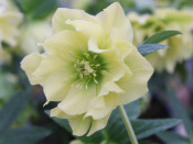 Helleborus x hybridus (Ashwood Garden Hybrids) Double primrose yellow shades