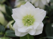 Helleborus x hybridus (Ashwood Garden Hybrids) Double white 7.5L pot