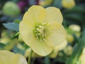 Helleborus x hybridus (Ashwood Garden Hybrids) Single primrose shades