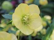 Helleborus x hybridus (Ashwood Garden Hybrids) Single primrose shades 5L