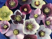 Hellebore Collection (Ashwood Garden Hybrids) Mixed Collection of Three Plants