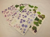 Ashwood Hepatica Notelets Pack of 6
