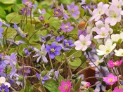 Hepatica nobilis collection of 10 plants (mixed colours)
