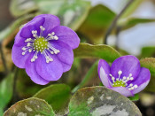 Hepatica nobilis Pico's Purple