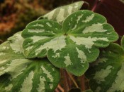 Hepatica yamatutai (Marbled leaf Form)