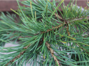 Pinus sylvestris 'Hillside Creeper'