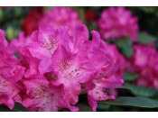 Rhododendron 'Holden'