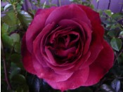 Rosa floribunda Hot Chocolate 'Wekpaltlez'
