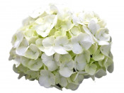 Hydrangea macrophylla 'Bright White'
