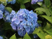 Hydrangea macrophylla Endless Summer Blue