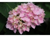 Hydrangea macrophylla Endless Summer Pink
