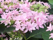 Hydrangea macrophylla 'Romance' (supplied as pink)