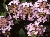 Hydrangea serrata 'Tiara' (Supplied as Pink)