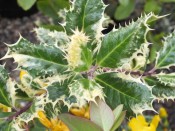 Ilex aquifolium 'Ferox Argentea''