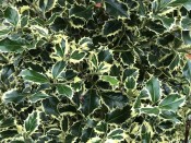 Ilex aquifolium 'Argentea Marginata' (7.5 Litre)