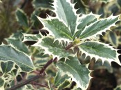 Ilex aquifolium 'Handsworth New Silver'