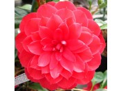 Camellia japonica 'Imbricata Rubra'