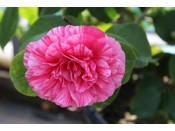 Camellia japonica 'Italiana Vera' 5 Litre