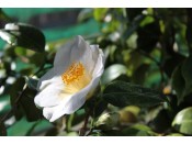 Camellia japonica 'White Swan'