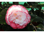 Camellia japonica 'Margaret Davis' 7.5 Litre