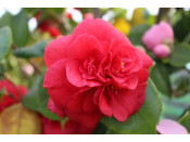 Camellia japonica 'Purple Emperor' (7.5 LITRES)