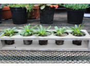 Lewisia cotyledon Ashwood Strain- Mixed Pack of 5 Plug Plants