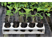 Helleborus x hybridus (Ashwood Garden Hybrids)- Mixed Pack of 10 Single Flowering Plug Plants