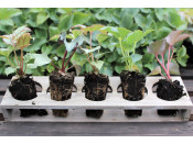 Helleborus Mixed Species- Collection of 5 Plug Plants
