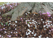 Cyclamen hederifolium mixed colours (1Litre Pot)