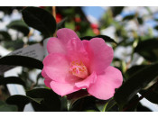 Camellia x williamsii 'Rose Quartz' (7.5 LITRES)