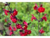 Salvia x jamensis 'Reve Rouge'