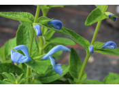 Salvia patens 'Light Patio Blue'