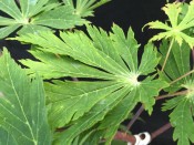 Acer japonicum 'Acontifolium'