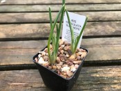 Iris 'Blue Note' Potted Bulbs