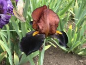 Bearded Iris 'Brown Chocolate'