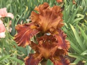 Bearded Iris 'Carnival Time'