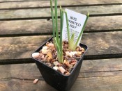 Iris 'Painted Lady' Potted Bulbs