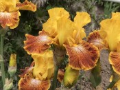 Bearded Iris 'Wild Jasmine'