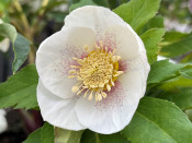 Helleborus x hybridus (Ashwood Evolution Group) Ivory shades with golden nectaries red flush spotted