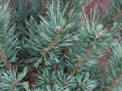 Pinus sylvestris 'Jansens Witch'